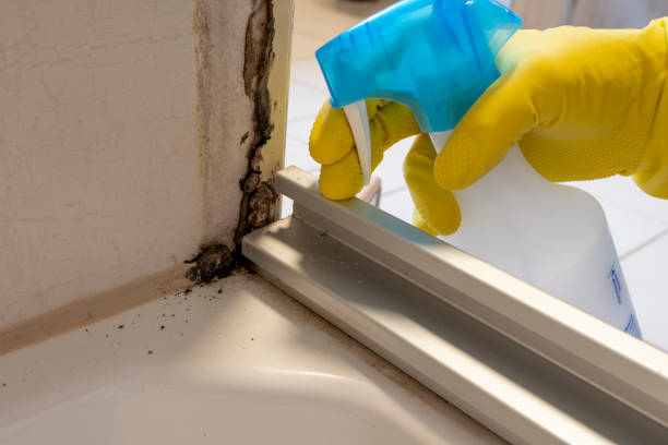 Home Mold Removal in Chambersburg, PA
